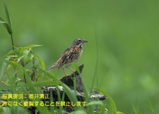 写真を拡大表示します