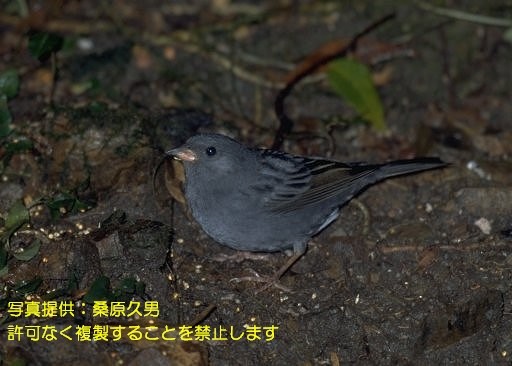 写真を拡大表示します