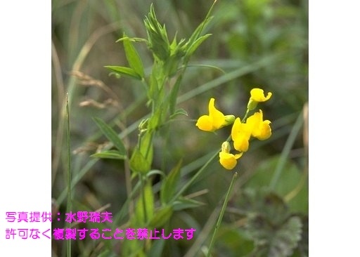 写真を拡大表示します