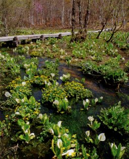 奥飛騨数河流葉県立自然公園