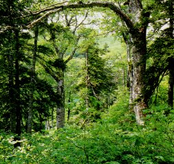 天生県立自然公園