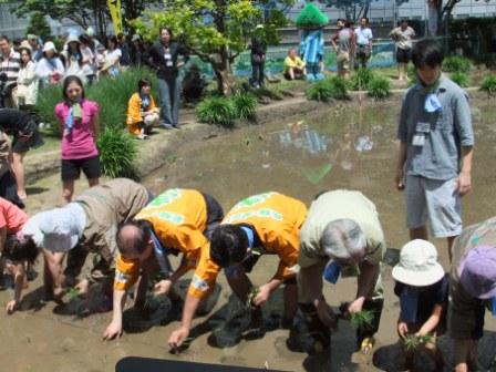 東京都内龍の瞳田植えイベント