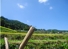 すずしげな農村風景の写真(恵那市）