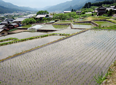 水を湛えた棚田の写真（下呂市）