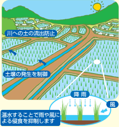 湛水することで雨や風による浸食を抑制するイラスト