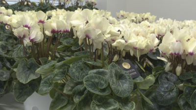 シクラメン新品種