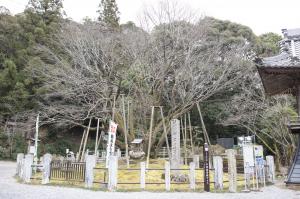 中将姫誓願ザクラ