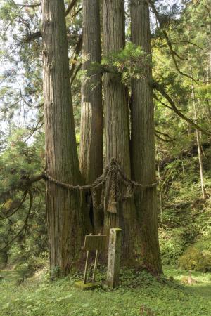 千光寺の五本スギ