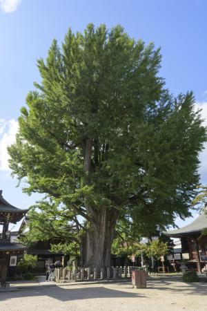 飛騨国分寺の大イチョウ