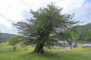 治郎兵衛のイチイ