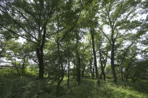 坂本のハナノキ自生地