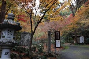 楓谷のヤマモミジ樹林