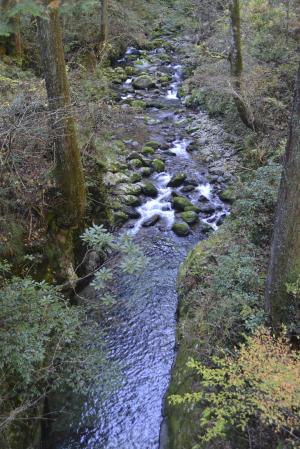 粥川ウナギ生息地