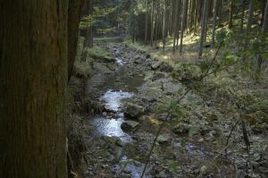 オオサンショウウオ生息地