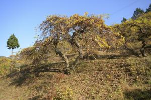 竹原のシダレグリ自生地