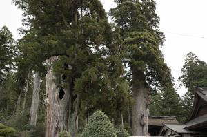 久津八幡宮の夫婦スギ