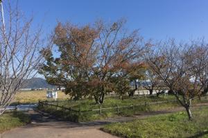 揖斐二度ザクラ