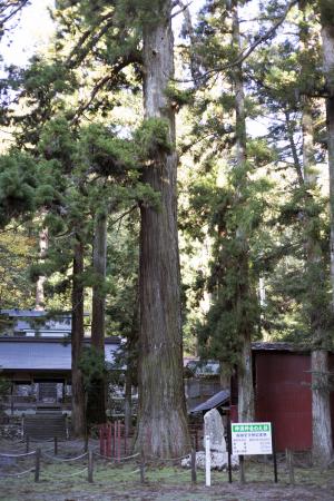 神淵神社の大スギ
