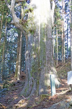 大山の大スギ
