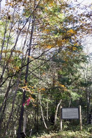 越原ハナノキ自生地