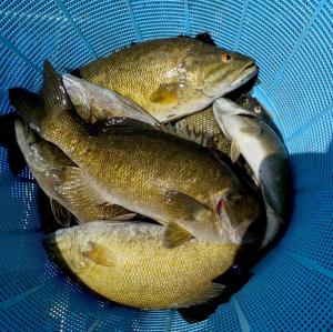 駆除したコクチバス
