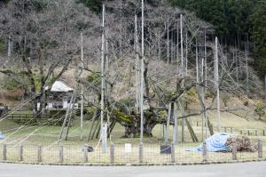 根尾谷淡墨ザクラ